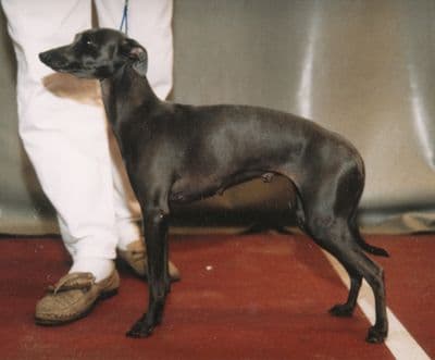 Westerner Daphne 1
