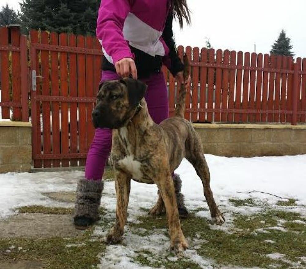 BOSS BULL CANARIO RENA GRANDE 1