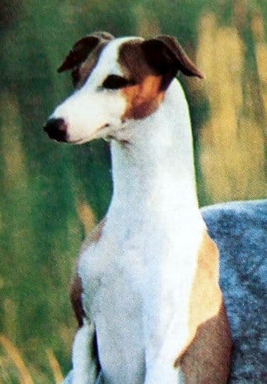 Bo-Bett Oliver Opal Of Windermere 1