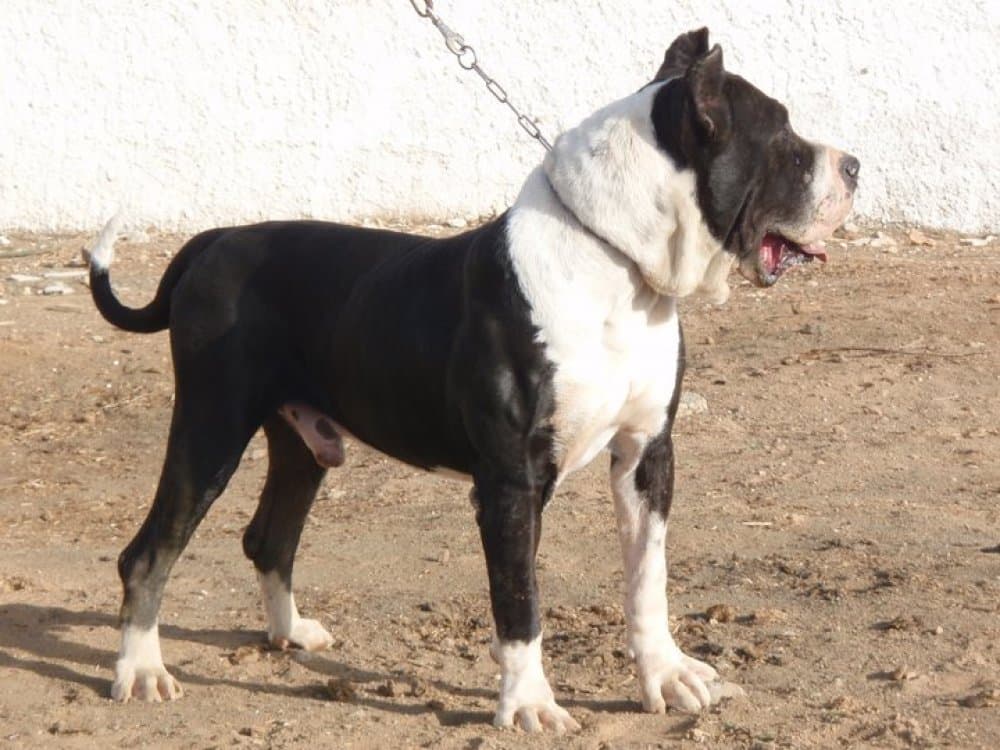 TINTO DE CASIMIRO 1