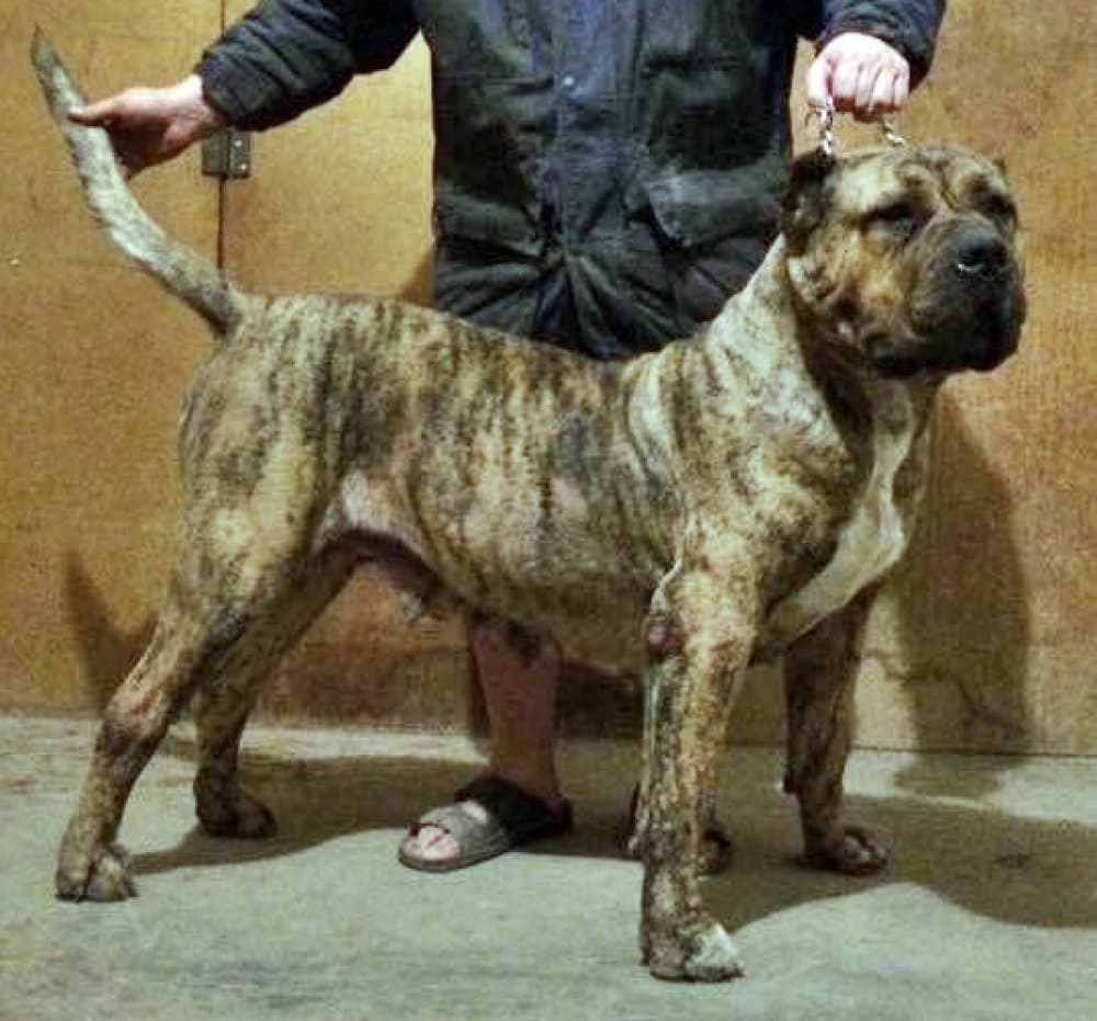 BOSS BULL CANARIO FANTA 1