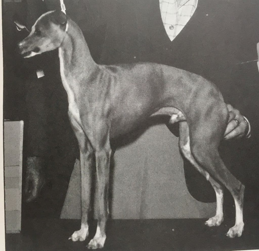Millstone's Duke Of Padua 1