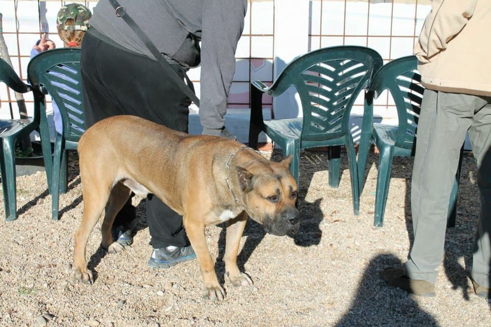 DEXTER DE KING ZULU 1