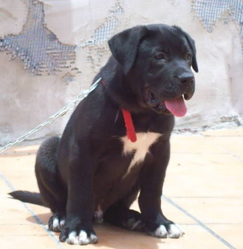SOLOMON DE TIBICENAS 1
