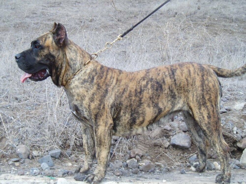 WIRA DE SOMBRAS DEL NUBLO 1
