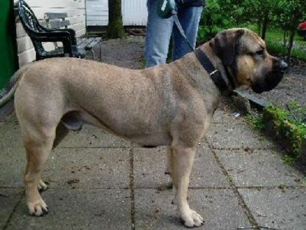 BUBBA EL PERRO DIABLO 1