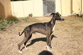 Mervander Gino Of Jaracca 1
