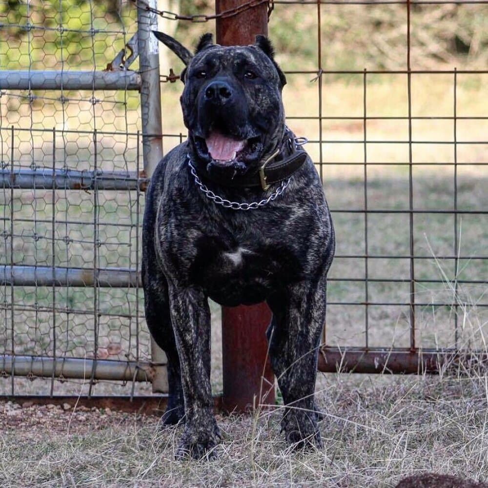 BEAR DE AKIVA K9 1