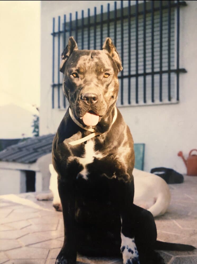 PíCARA DE KING ZULU 1