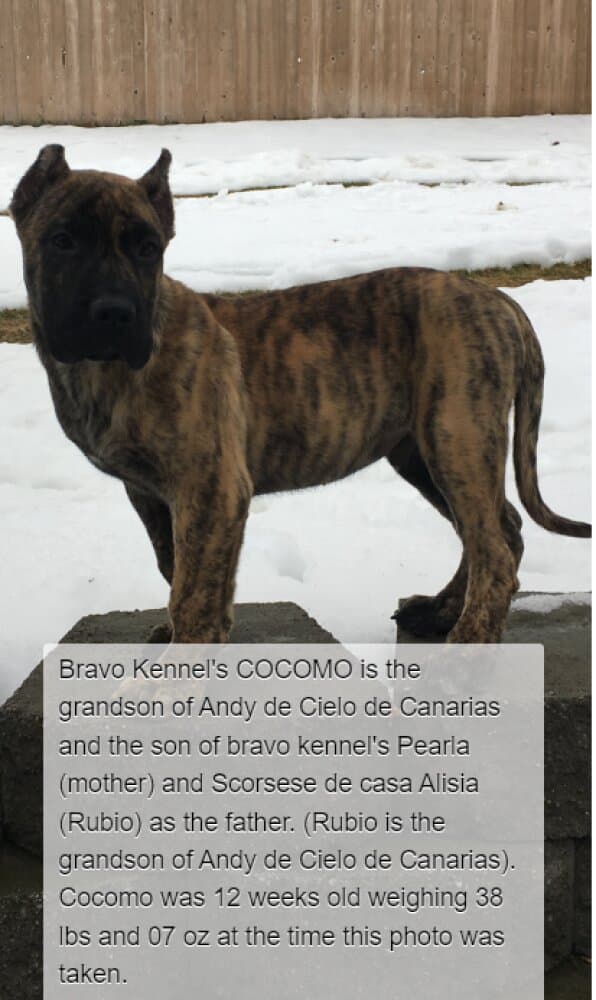 BRAVO KENNEL’S COCOMO 1