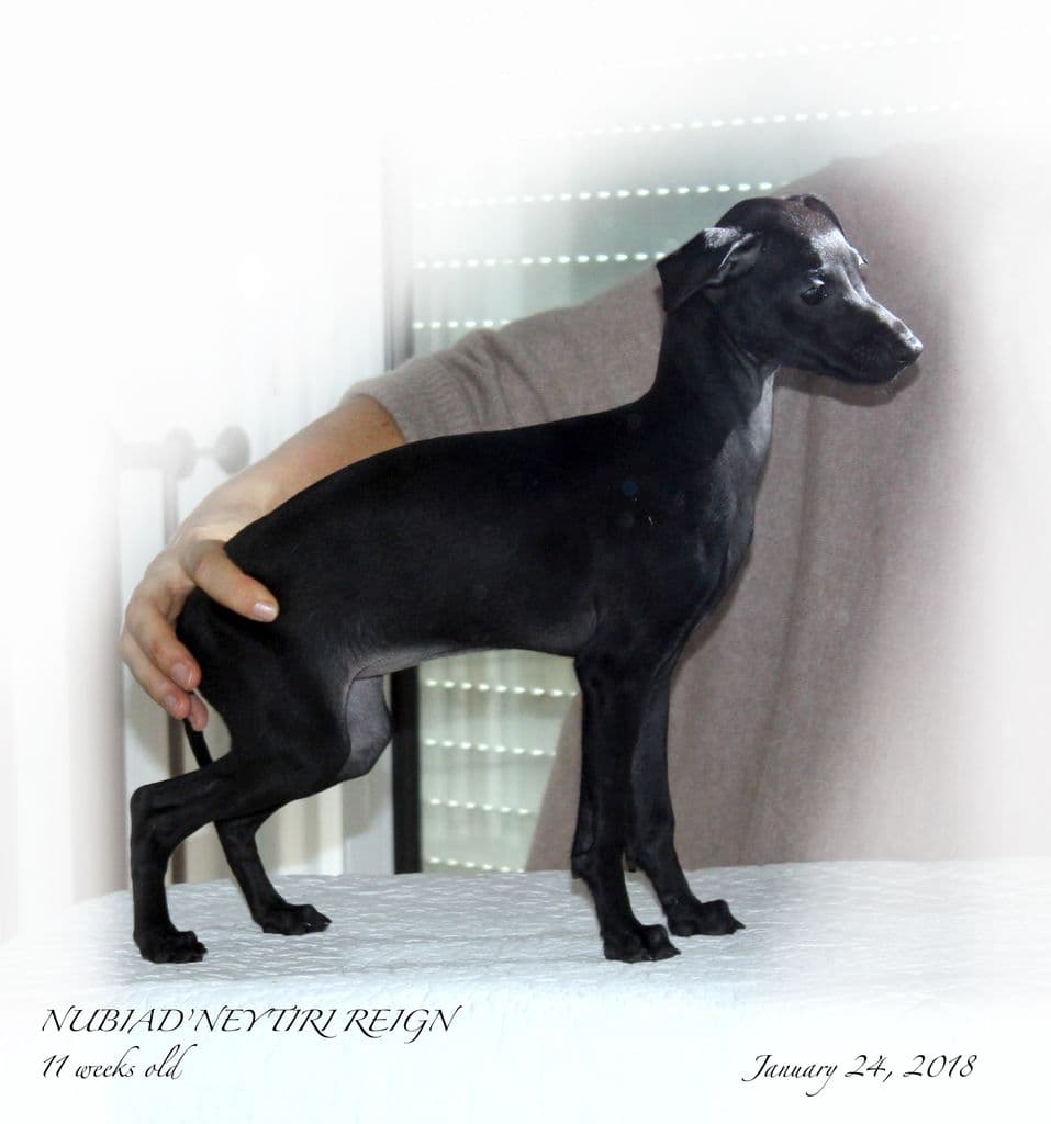 Nubiad Neytiri Reign 1