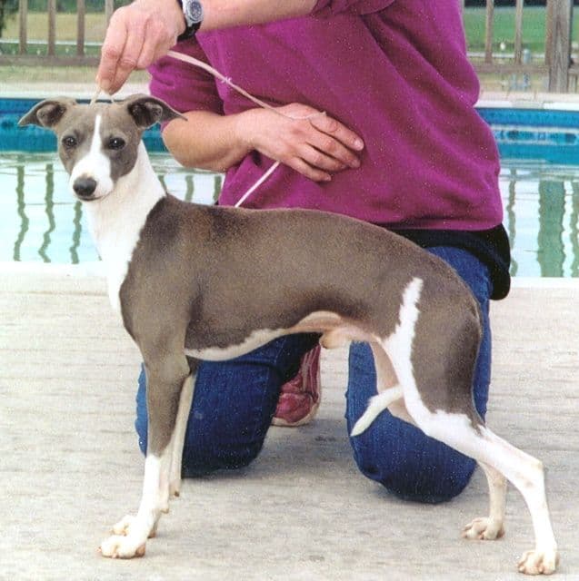Lebeck Marchwind Blue Streak 1